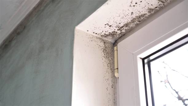 Best Toxic Mold Removal  in Mansfield, LA