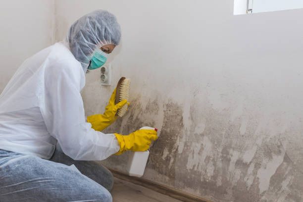 Best Home Mold Removal  in Mansfield, LA