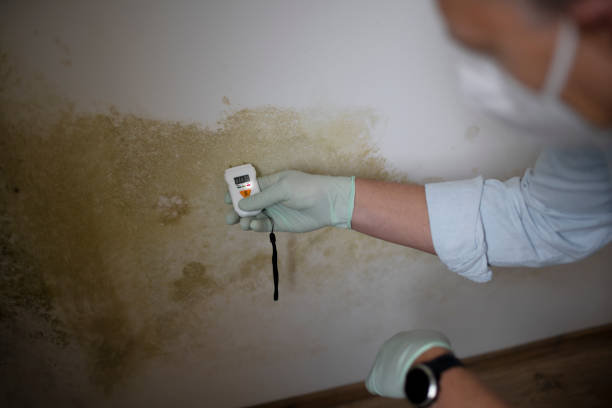 Crawl Space Mold Removal in Mansfield, LA