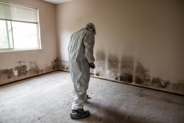 Best Attic Mold Removal  in Mansfield, LA