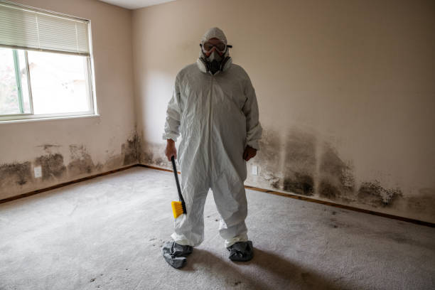 Home Mold Removal in Mansfield, LA