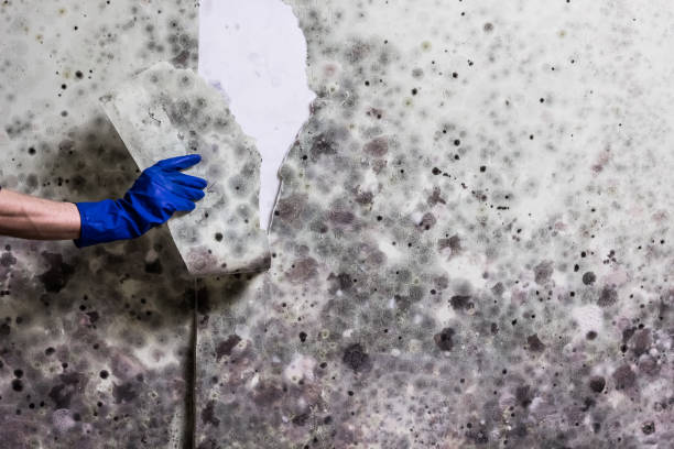 Best Affordable Mold Removal  in Mansfield, LA