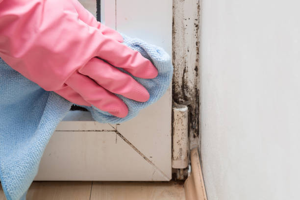 Best Professional Mold Removal  in Mansfield, LA