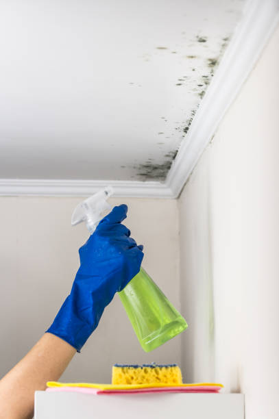 Best Mold Removal Company Near Me  in Mansfield, LA