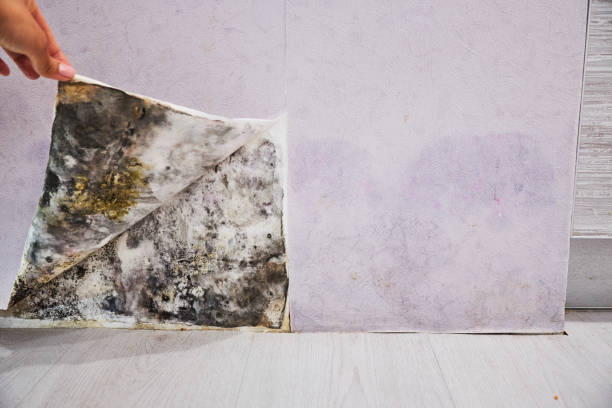 Best Mold Removal Specialists  in Mansfield, LA